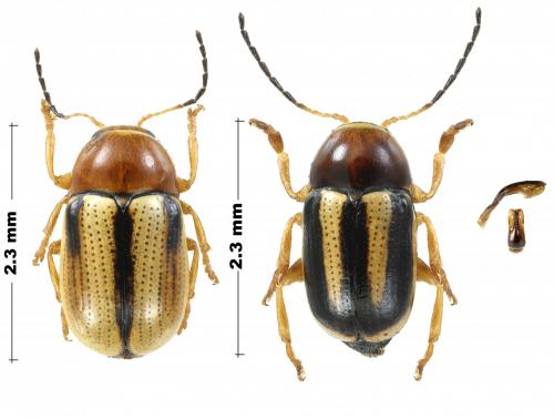 Cryptocephalus blanduloides
